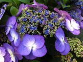 hydrangea-serrata-blueberry-cheescake-5 (1)